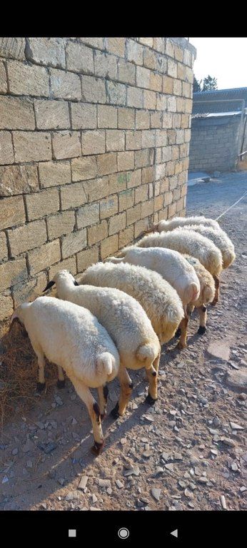 Quzu və qoyun — Kənd təsərrüfatı heyvanları, Bakı (8)