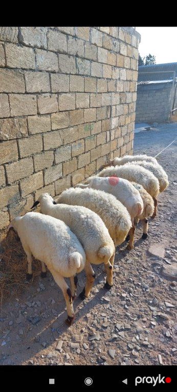 Quzu və qoyun — Kənd təsərrüfatı heyvanları, Bakı (8)