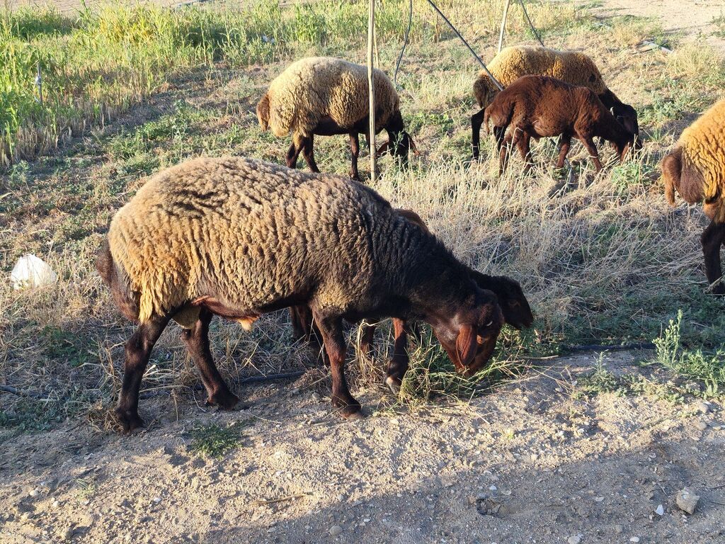 Qala qoçu satılır super qoyun sürməyi var damazliga yararlidir — Kənd təsərrüfatı heyvanları, Bakı (8)