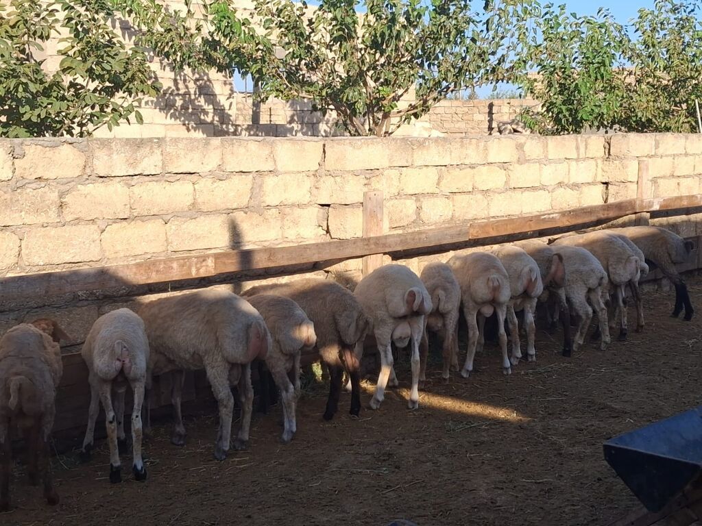 Quzu.Erkək super kök quzular.Diri çəkisi 9 AZN.Beyləqan cinsidir. 3-4 — Kənd təsərrüfatı heyvanları, Digah (7)