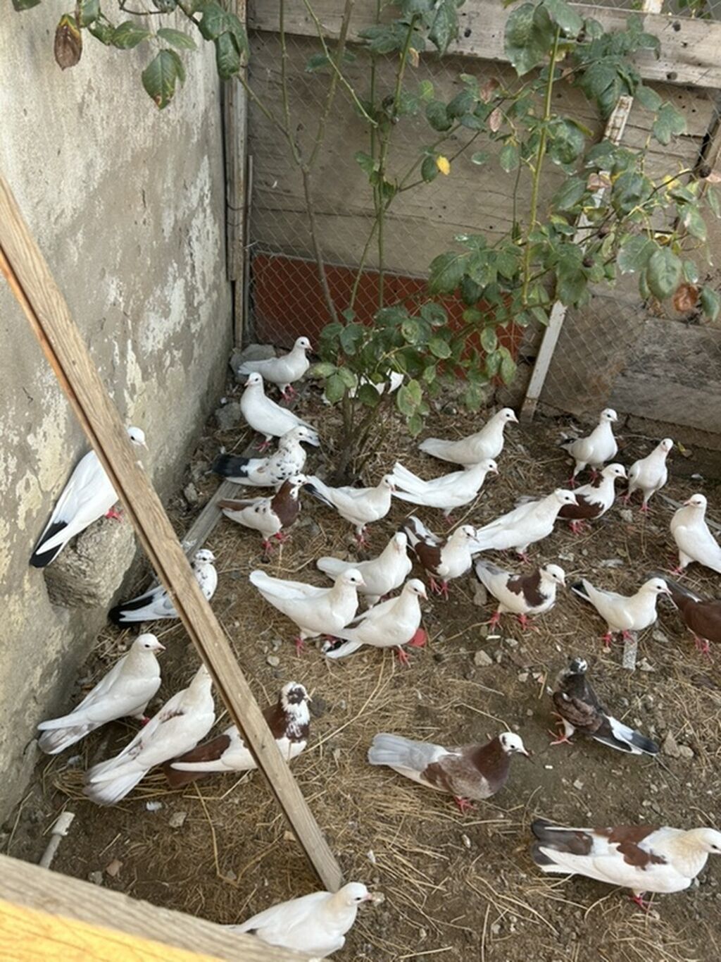 Salam hamsi 4 cut quwdan toremedi tergzlr 32 dene heyvandi tek satlmr — Göyərçin, Bakı (2)