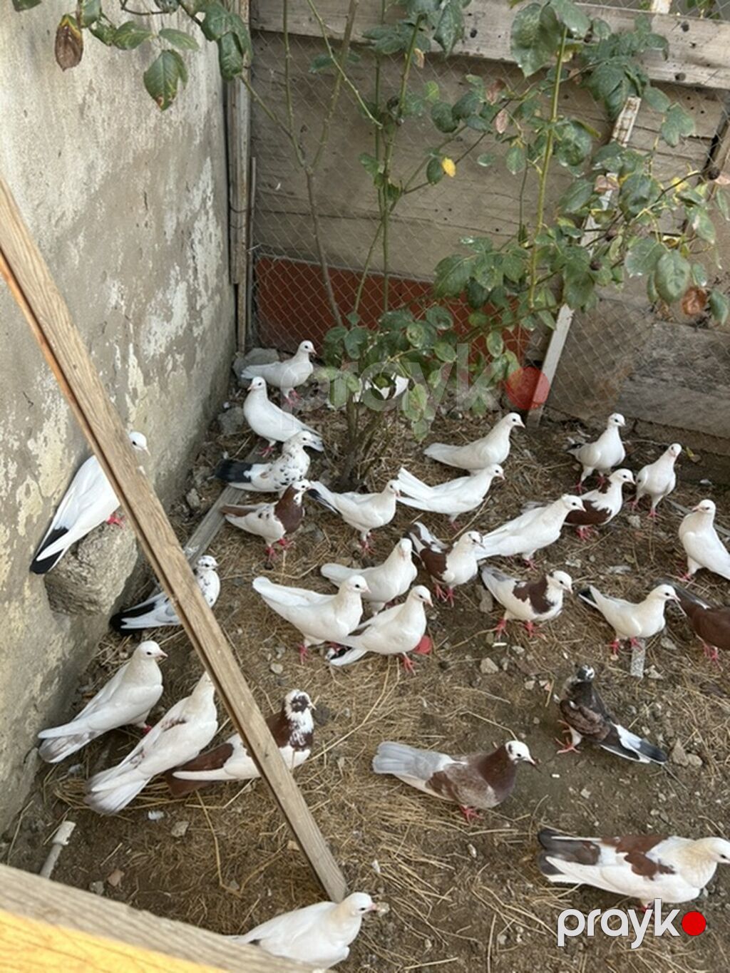 Goy niwanlar aglar hamsi saglam niwanli heyvanlardi — Göyərçin, Bakı (7)