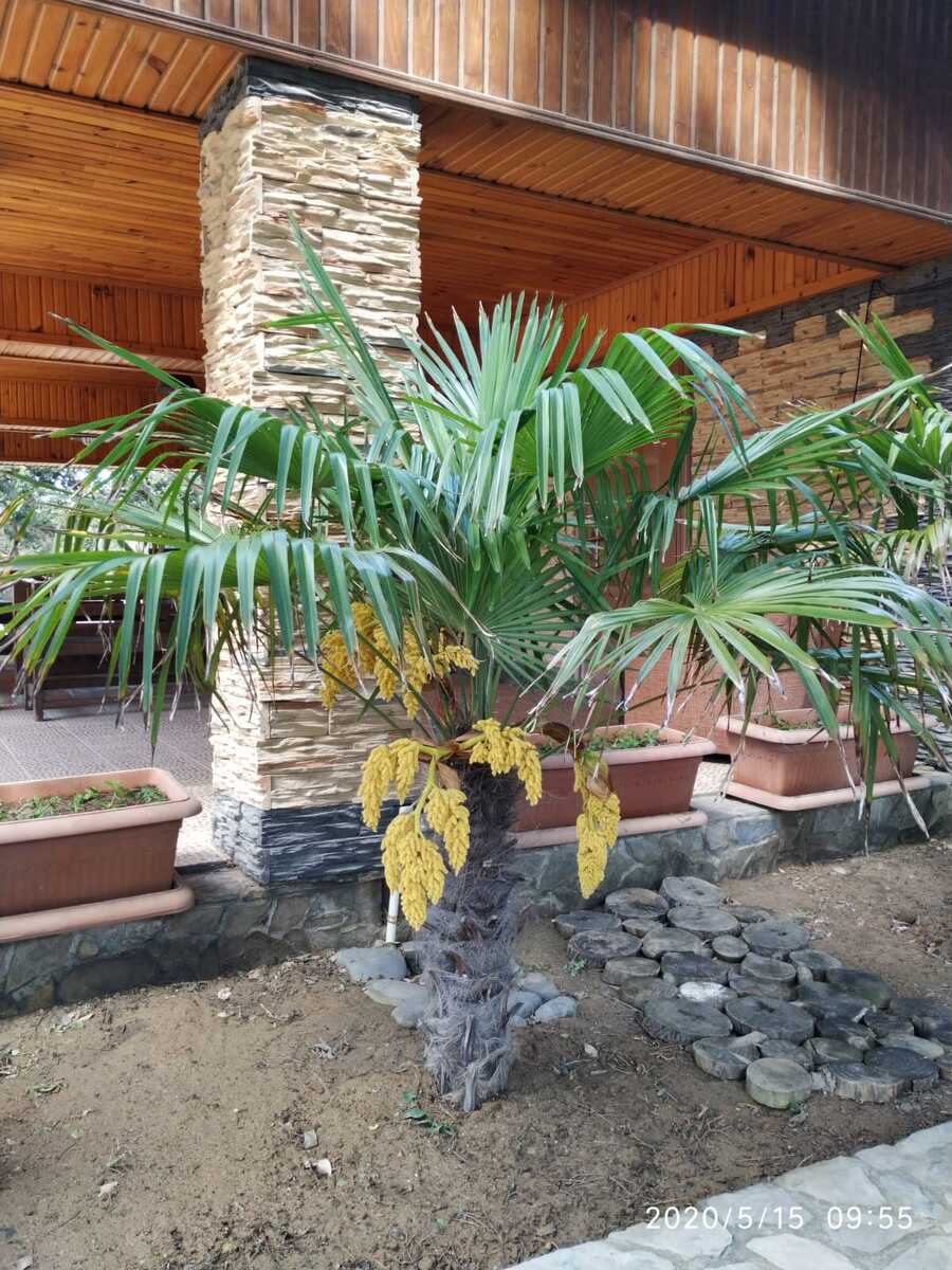 Satılır torpaq 37 sot — Torpaq, Bakı (4)