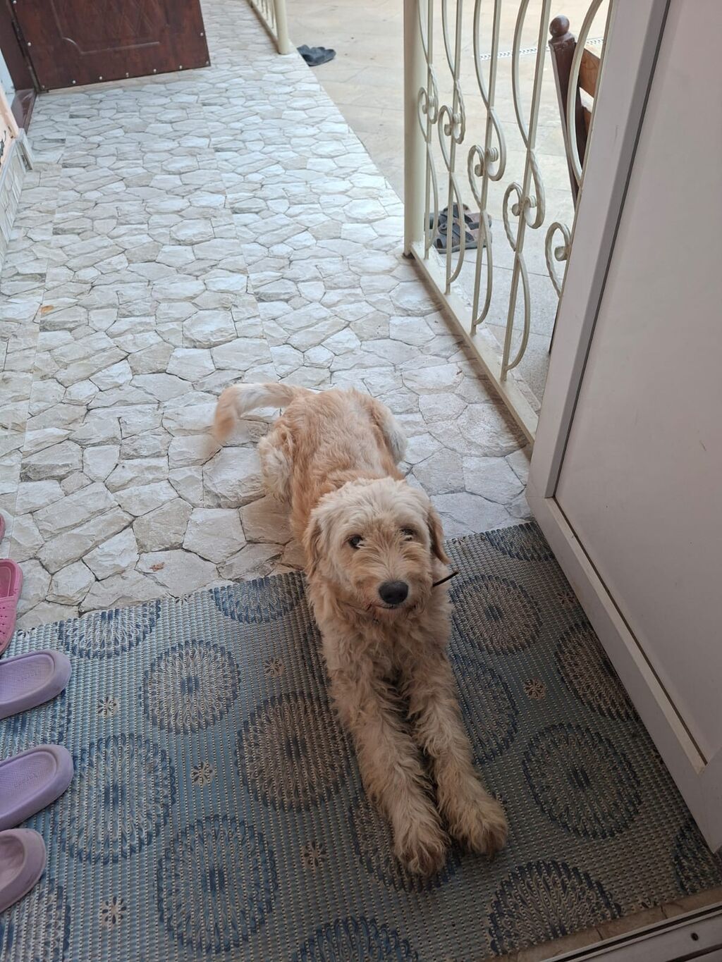 Pudel, 2 il, Erkək, Peyvəndli, Ünvandan götürmə — Köpəklər, Digah (3)