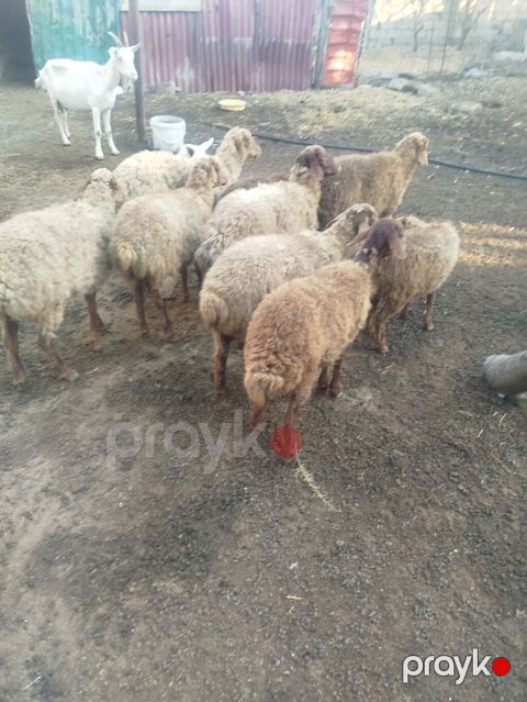 Qoyun sürüsü – ət və yun istehsalı üçün 8 dişi bir erkek biri 215 le — Digah