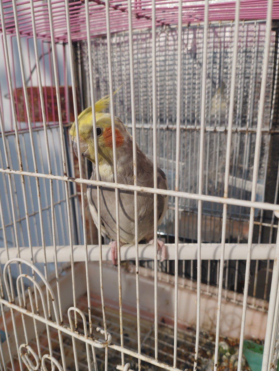 Korella tutuquşu — Quşlar, Xırdalan (6)