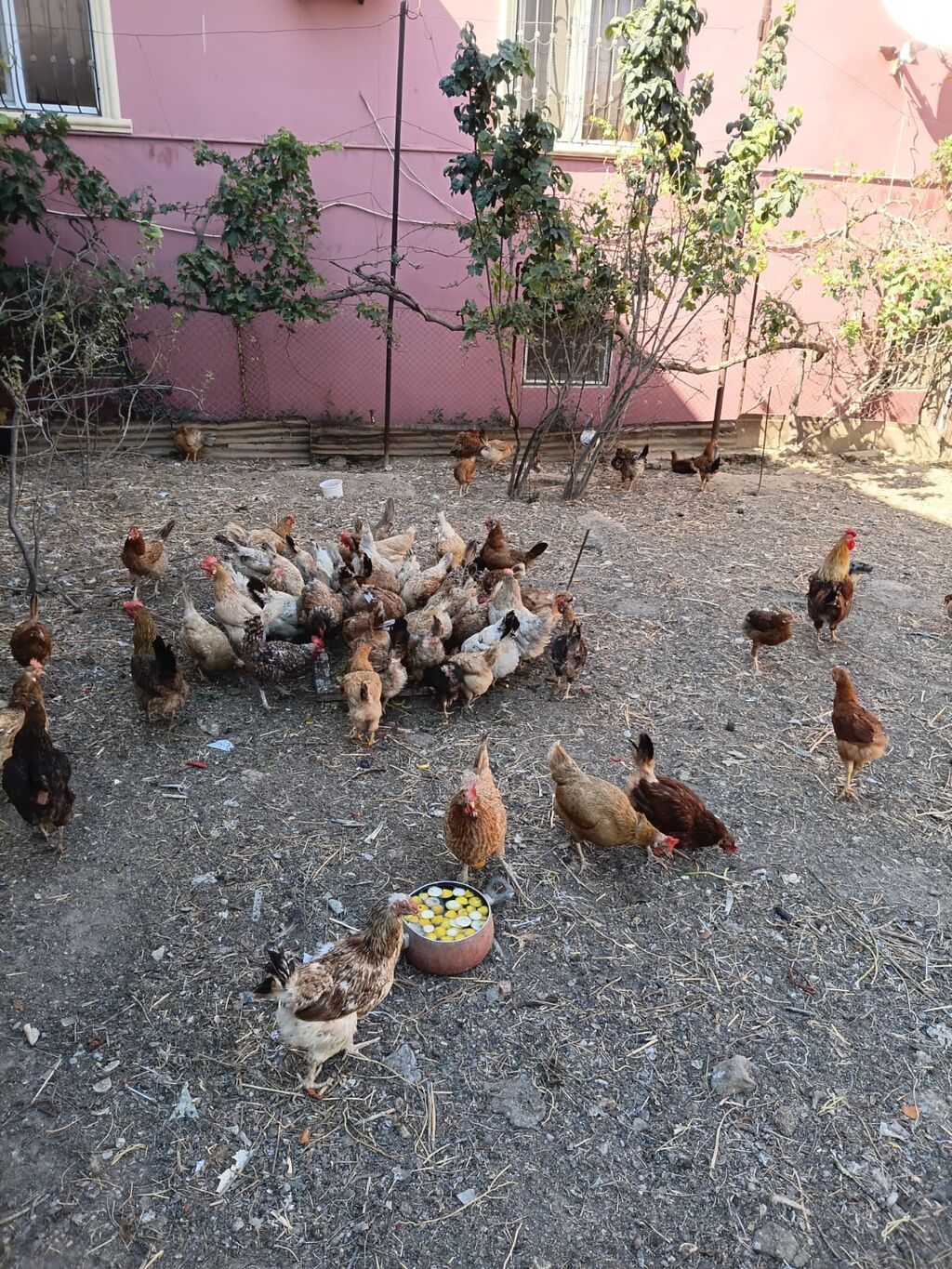 Toyuq, Yumurtalıq, Ünvandan götürmə — Toyuq və xoruz, Sumqayıt (3)