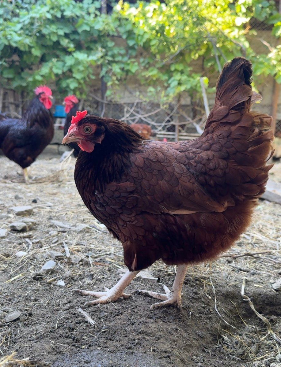 Rhod İsland Red cücəsi və yumurtası — Quşlar, Bakı (3)