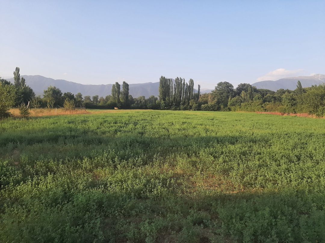 155 sot torpaq sahəsi, Ismayıllı r — Torpaq, İsmayıllı (4)