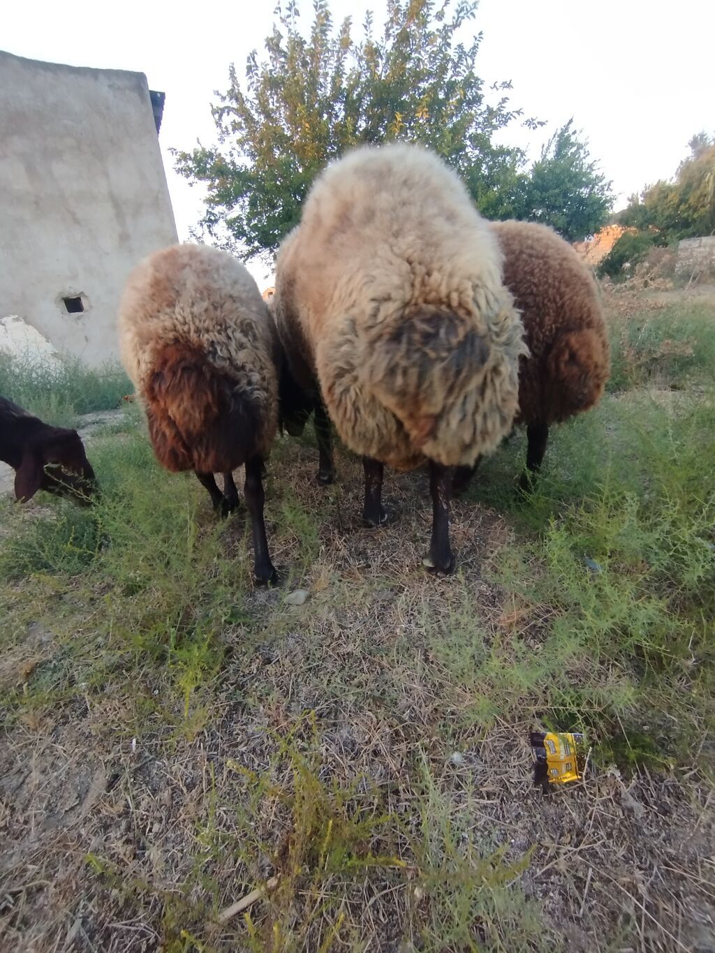 Qoyun sürüsü – yerli quyruqlu cins - Cins: Quyruqlu (yağlı quyruq) — Kənd təsərrüfatı heyvanları, Digah (6)