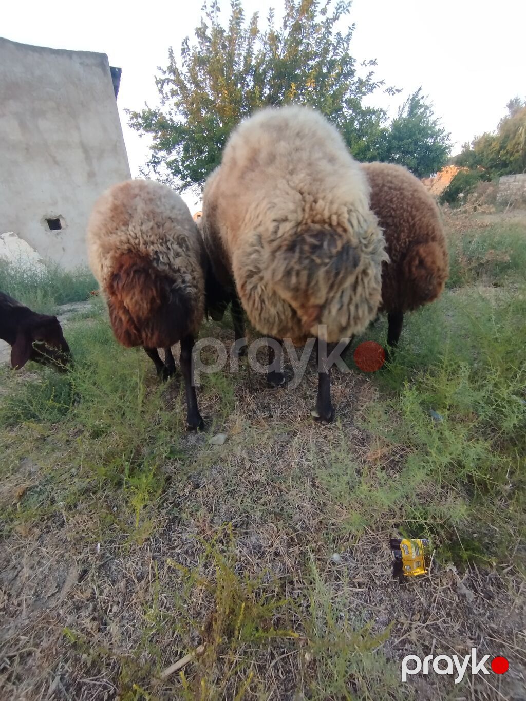 Qoyun sürüsü – yerli quyruqlu cins - Cins: Quyruqlu (yağlı quyruq) — Kənd təsərrüfatı heyvanları, Digah (6)
