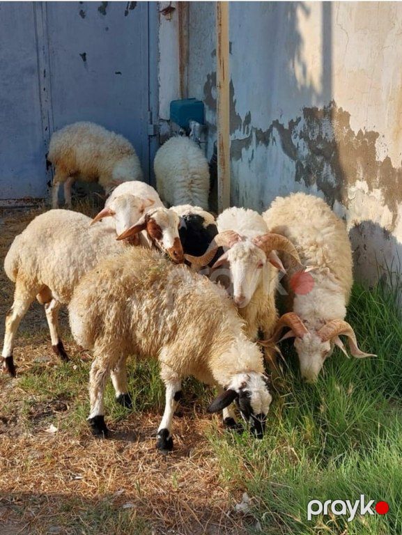 Quzu və qoyun — Kənd təsərrüfatı heyvanları, Bakı (2)