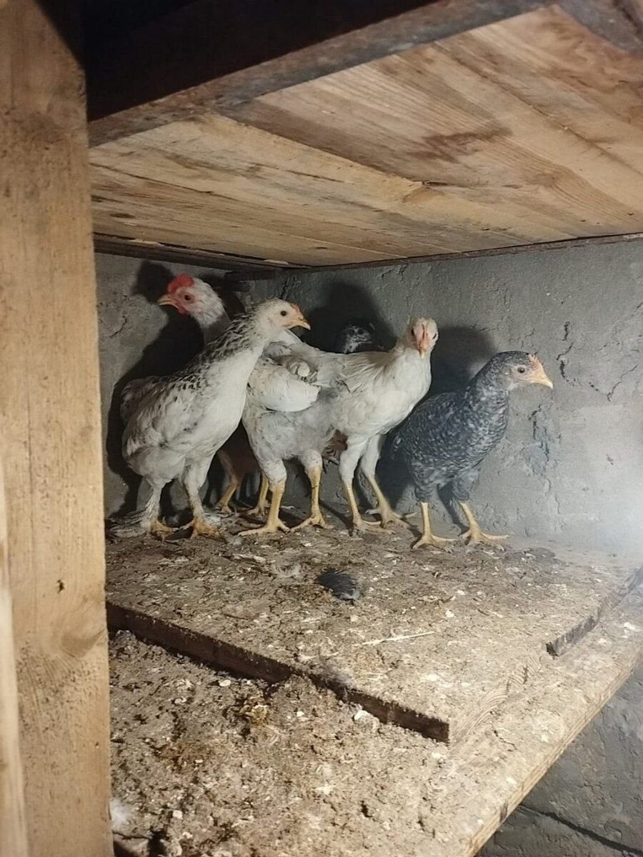 Cücələr — Quşlar, Bakı (4)