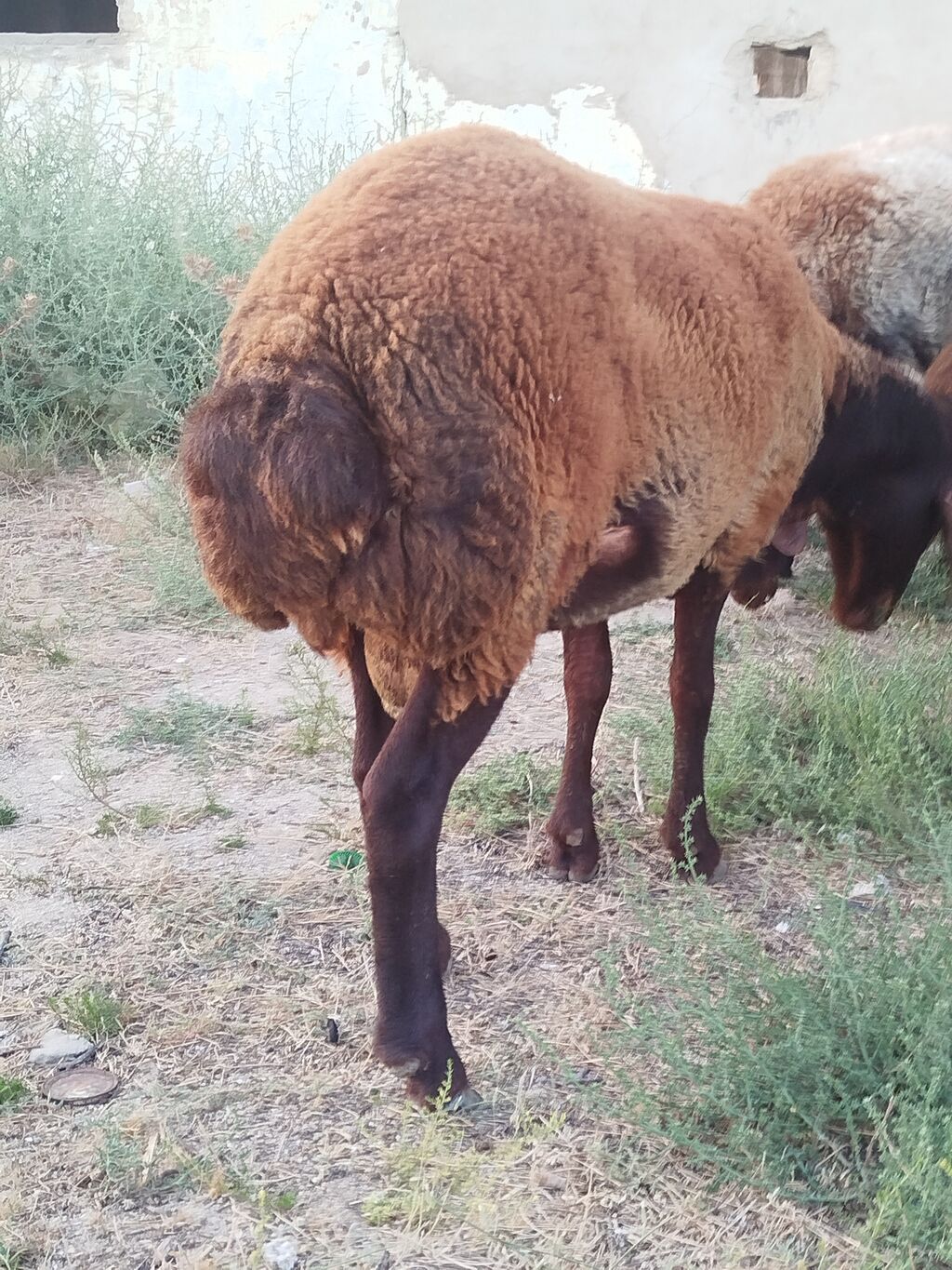 Qoyun sürüsü – yerli quyruqlu cins - Cins: Quyruqlu (yağlı quyruq) — Kənd təsərrüfatı heyvanları, Digah