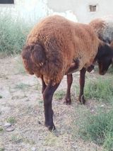 Qoyun sürüsü – yerli quyruqlu cins - Cins: Quyruqlu (yağlı quyruq) — Kənd təsərrüfatı heyvanları