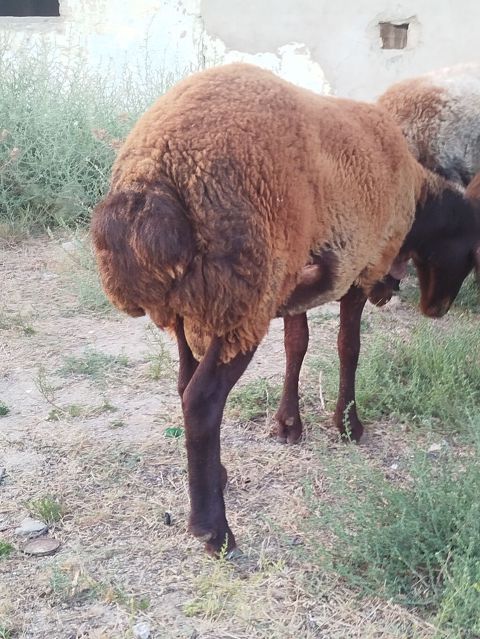 Qoyun sürüsü – yerli quyruqlu cins - Cins: Quyruqlu (yağlı quyruq) — Digah