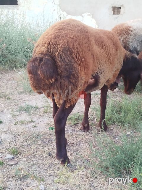 Qoyun sürüsü – yerli quyruqlu cins - Cins: Quyruqlu (yağlı quyruq) — Digah