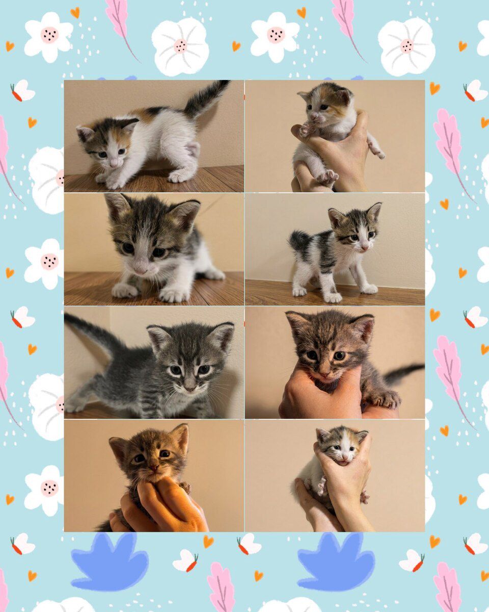 Котенок в добрые руки — Pişiklər, Bakı (3)
