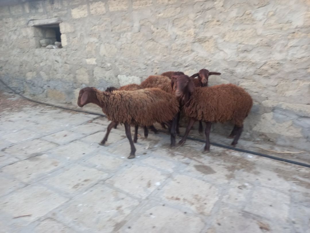 Quzular — Kənd təsərrüfatı heyvanları, Bakı (7)