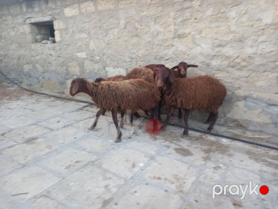 Quzular — Kənd təsərrüfatı heyvanları, Bakı (7)