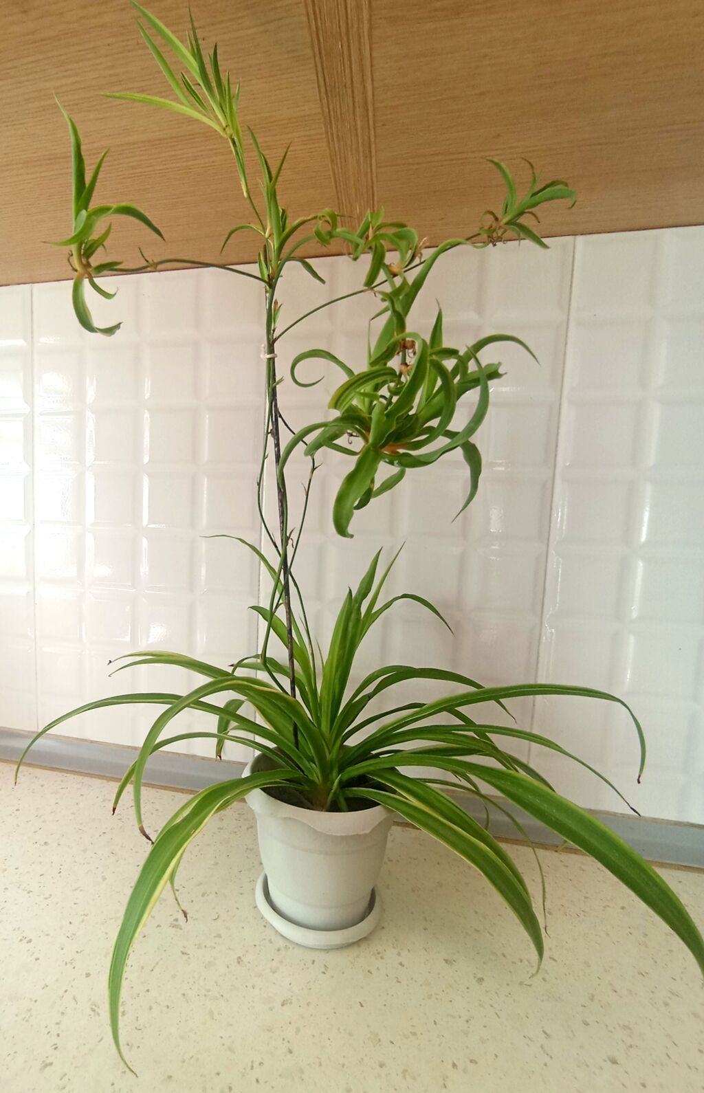 Məhsul: Xlorofitum (Spider Plant) – asma zoğlarla - Hər bir evdə — Qapı bitkələri, Bakı