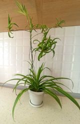 Məhsul: Xlorofitum (Spider Plant) – asma zoğlarla - Hər bir evdə — Растения