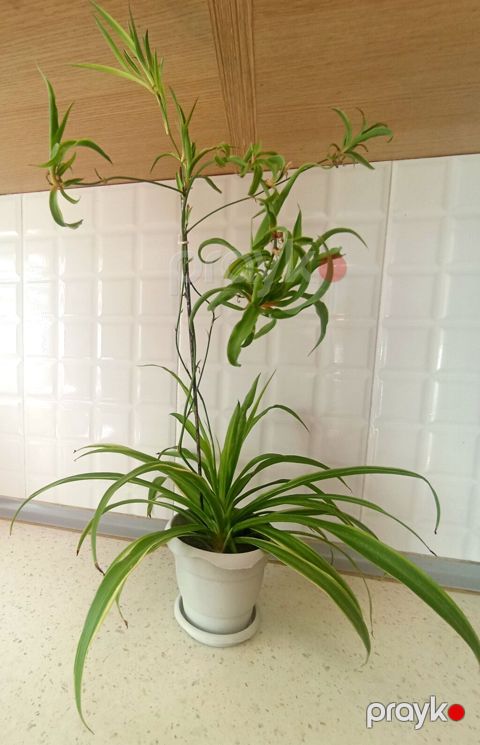 Məhsul: Xlorofitum (Spider Plant) – asma zoğlarla - Hər bir evdə — Bakı