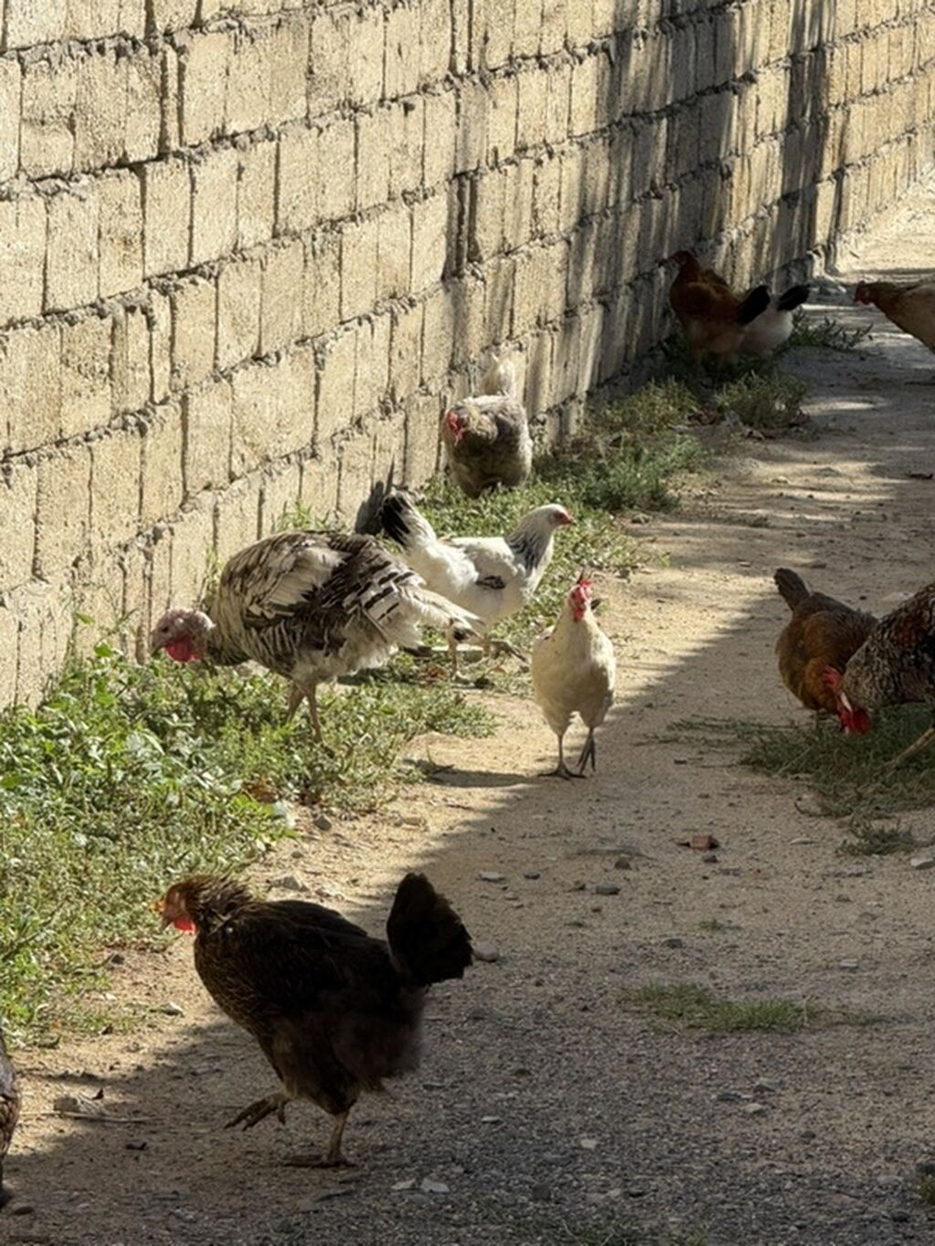 Məhsul: Qarışıq cins ev quşları sürüsü Təsvir: - Şəkillərdə müxtəlif — Toyuq və xoruz, Digah (4)
