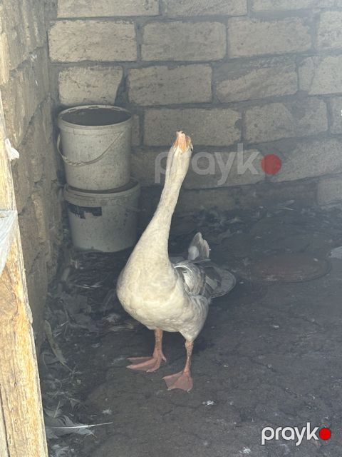 Qaz ördək — Bakı
