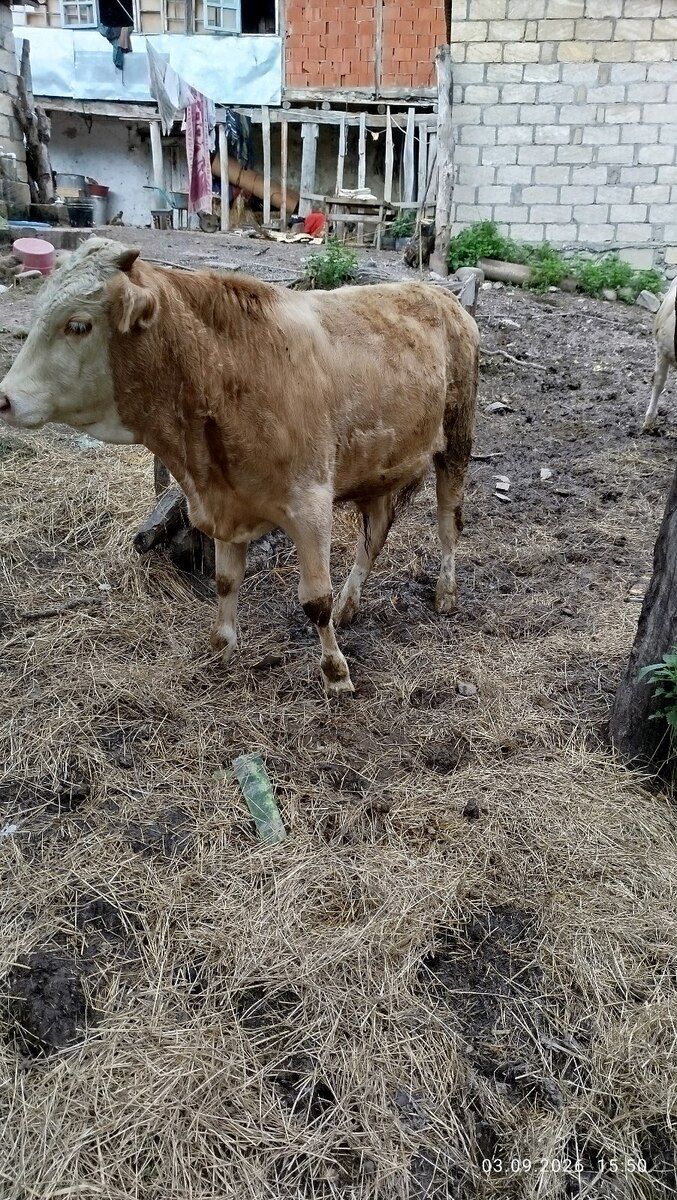 Dana — Kənd təsərrüfatı heyvanları, Qusar (7)