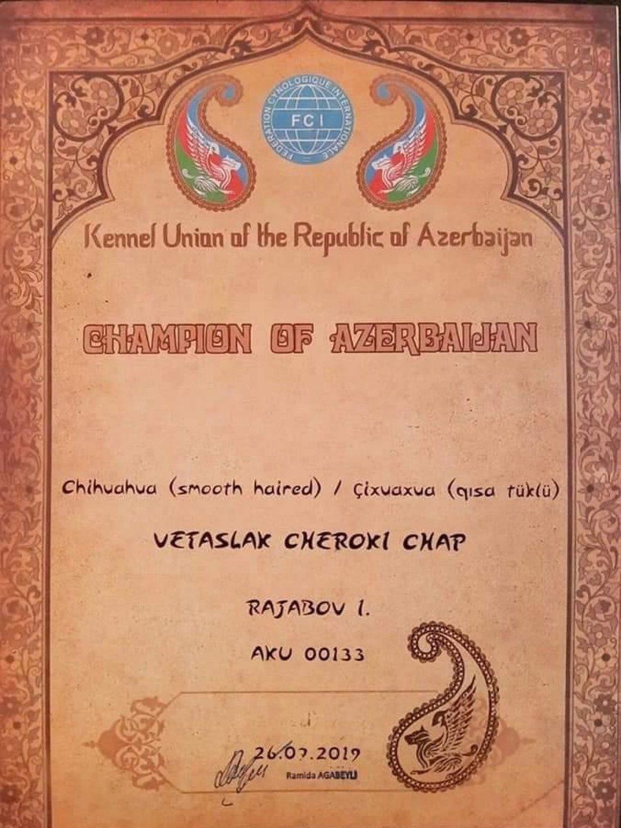 Чихуахуа для вязки — Köpəklər, Bakı (5)