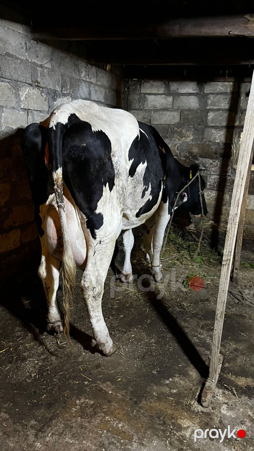 Salam 2 ci balasıdı erkəydi 30 l süd verir Heyvan saray — Digər heyvanlar, Sumqayıt (2)