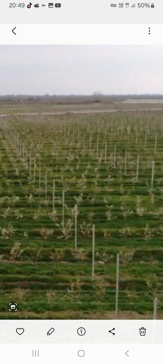 2000 sot torpaq sahəsi, Xaçmaz r — Torpaq, Xaçmaz (2)