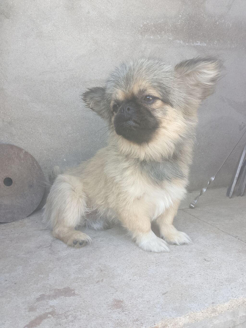 Pekines, 6 ay, Erkək — Köpəklər, Bakı (2)