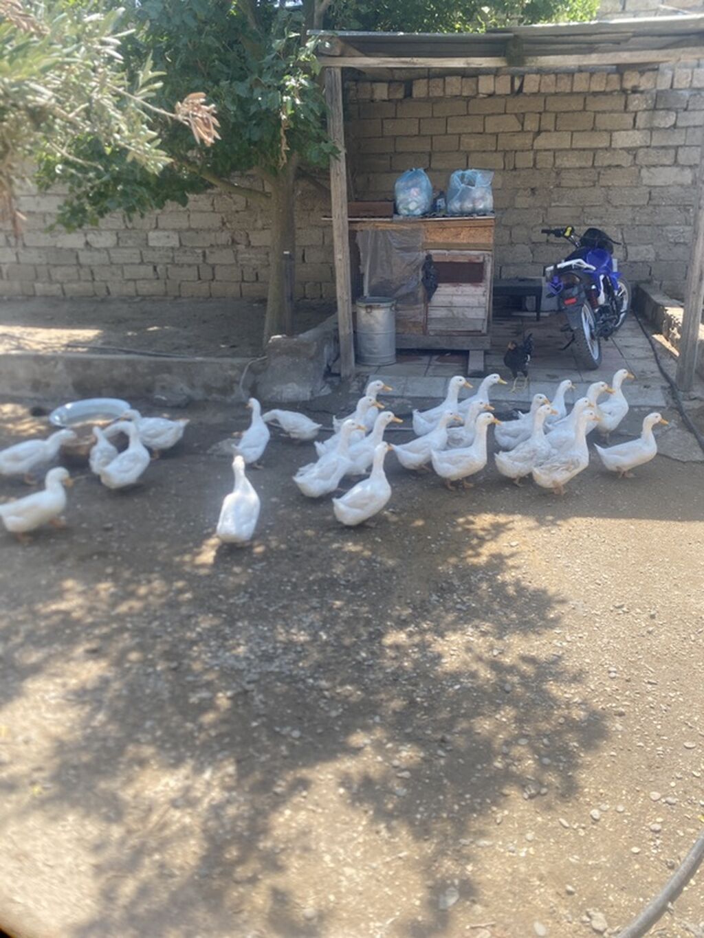 Tam saglam heyvanardi real alıcıya endirm var 6’7 aylıg heyvanardı — Digərləri, Digah (2)