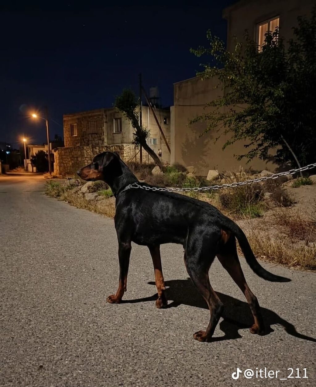 Doberman — Köpəklər, Bakı (2)