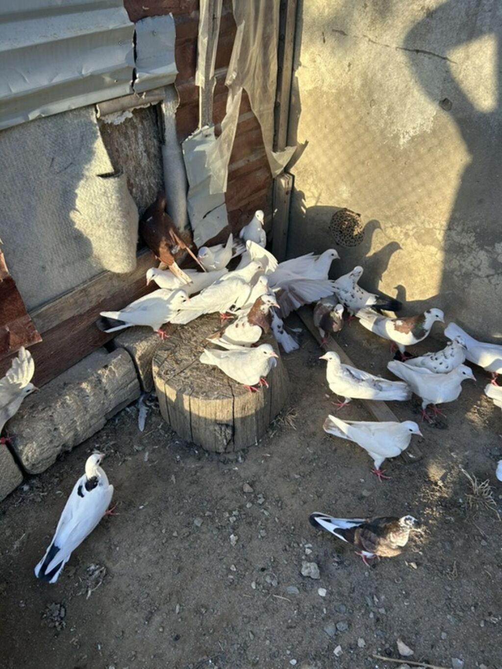 Salam hamsi 4 cut quwdan toremedi tergzlr 32 dene heyvandi tek satlmr — Göyərçin, Bakı (7)