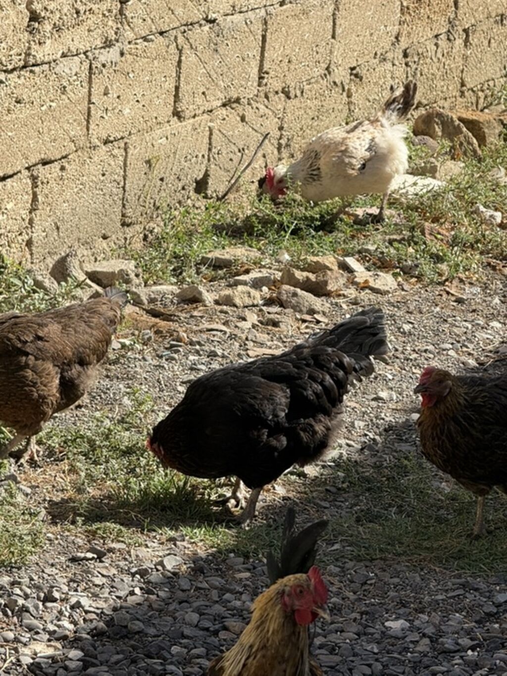 Məhsul: Qarışıq cins ev quşları sürüsü Təsvir: - Şəkillərdə müxtəlif — Toyuq və xoruz, Digah (9)
