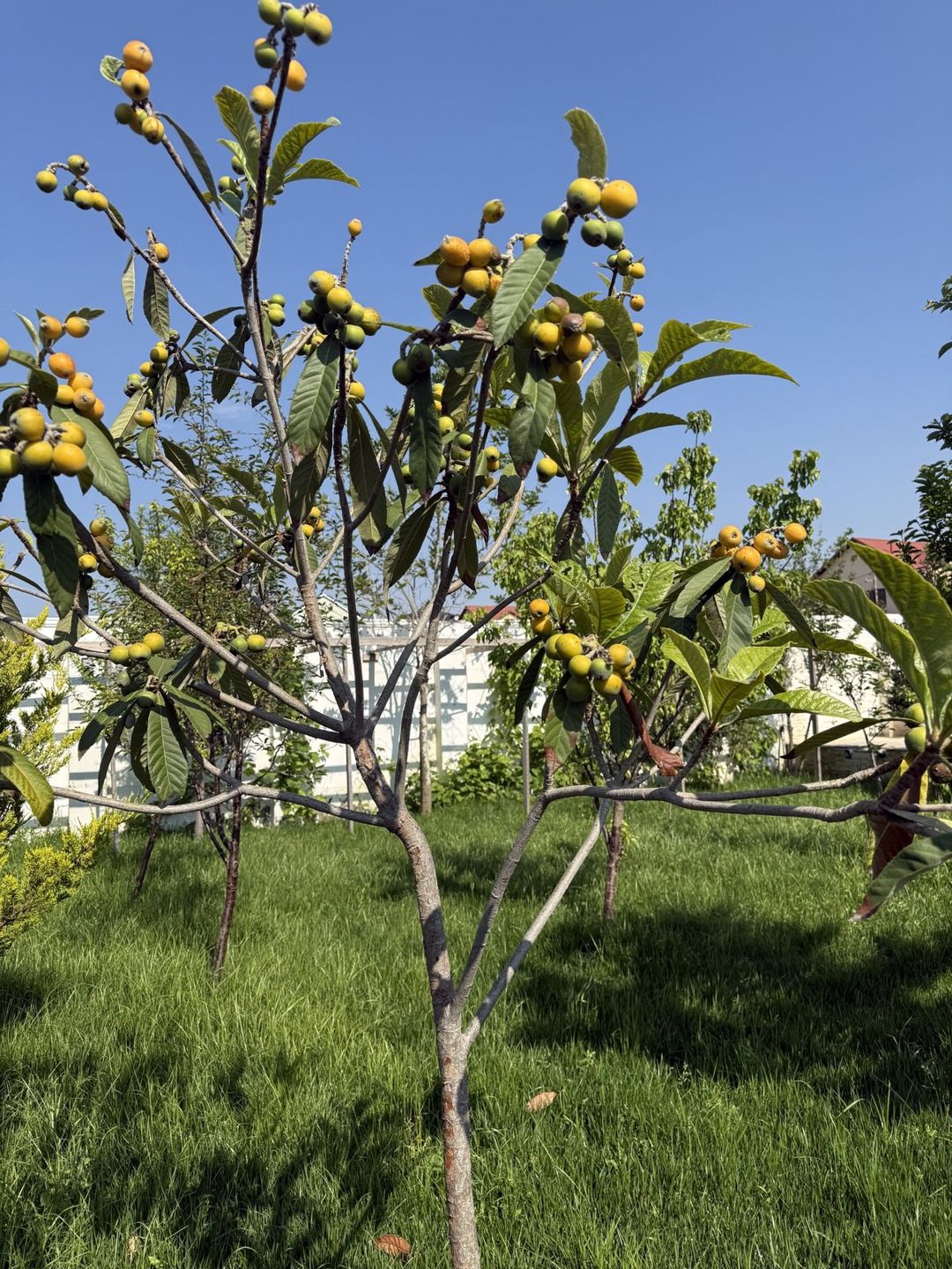 Satılır 4 otaqlı həyət evi/bağ evi 120 m² — Ev, villa, Bakı (6)