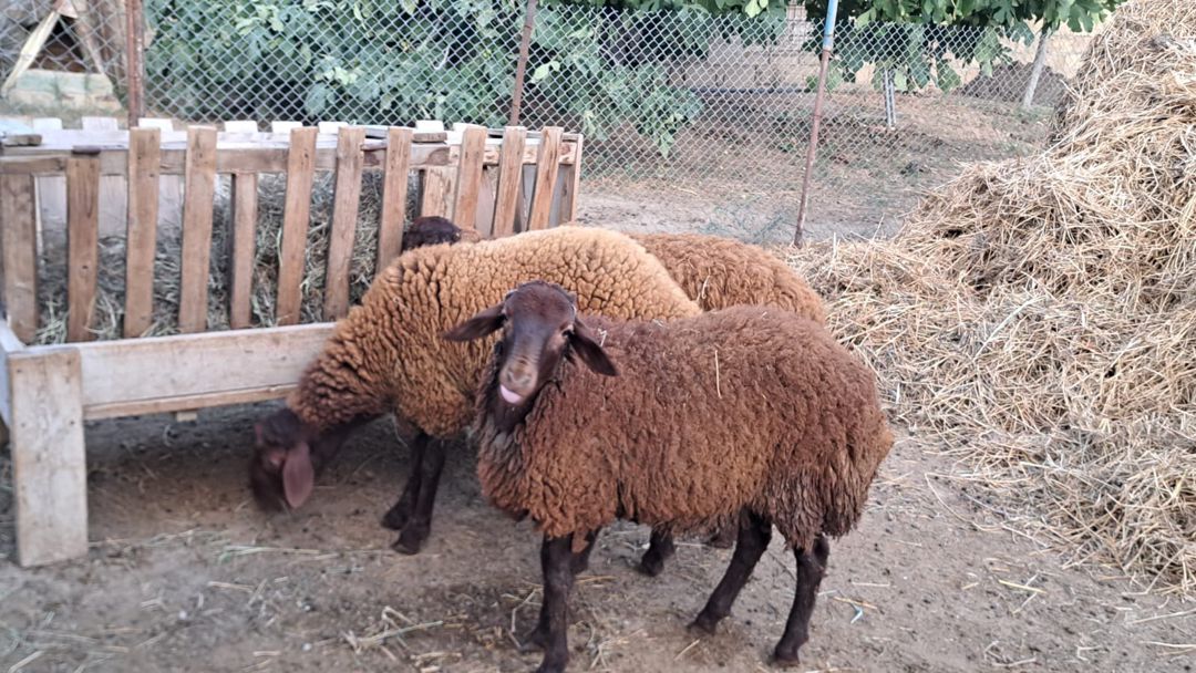 Qala quzuları — Kənd təsərrüfatı heyvanları, Bakı (2)