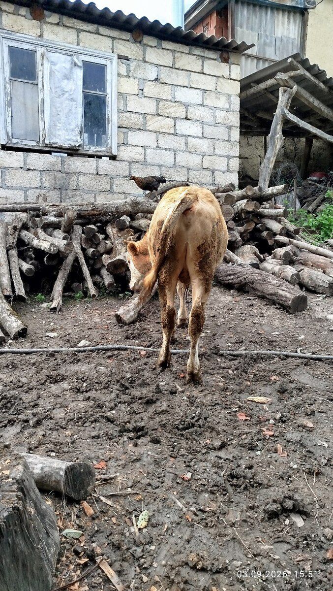 Dana — Kənd təsərrüfatı heyvanları, Qusar (6)