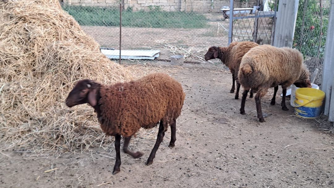 Qala quzuları — Kənd təsərrüfatı heyvanları, Bakı (11)