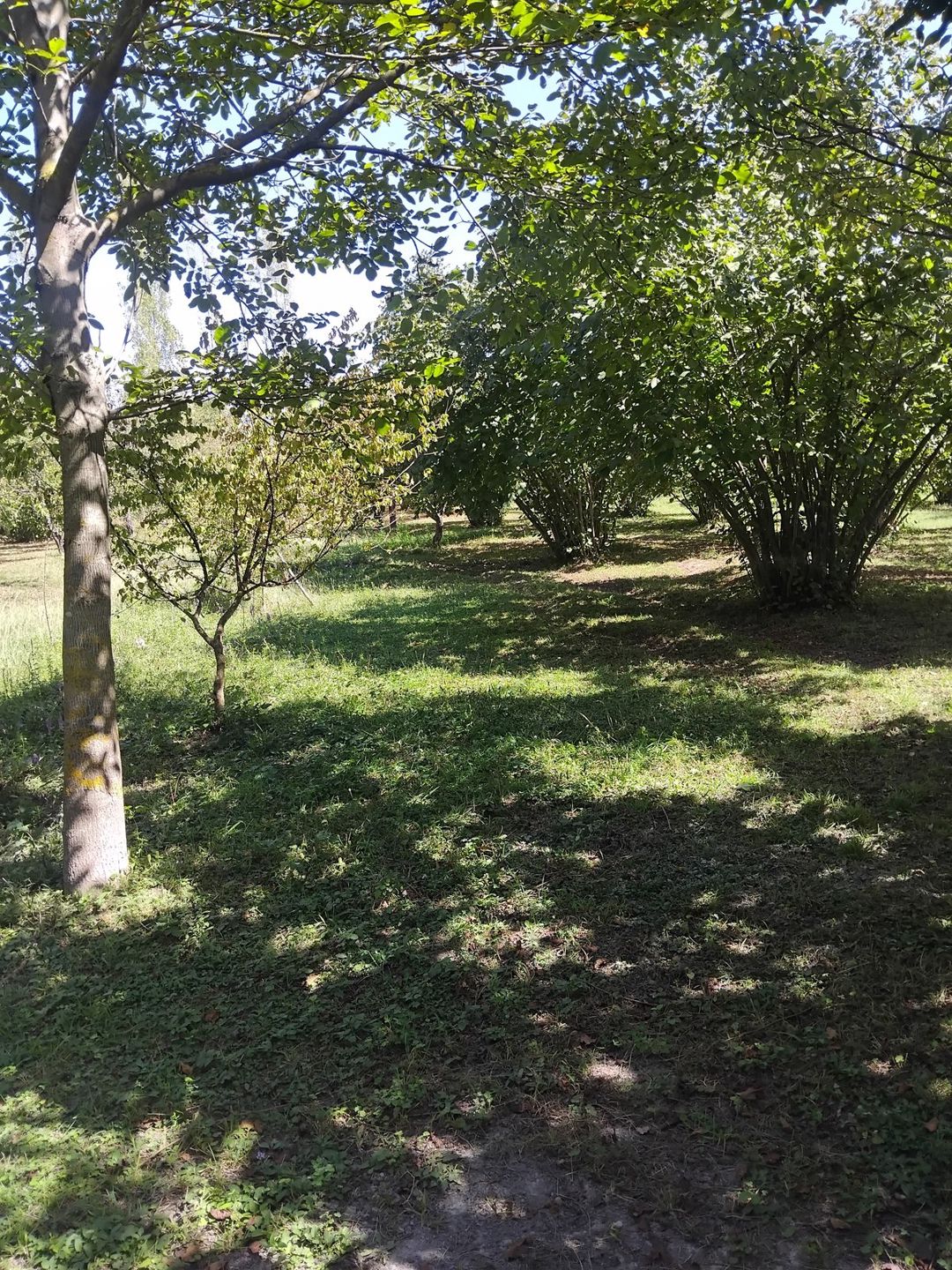 Satılır torpaq 40 sot — Torpaq, Qəbələ (12)