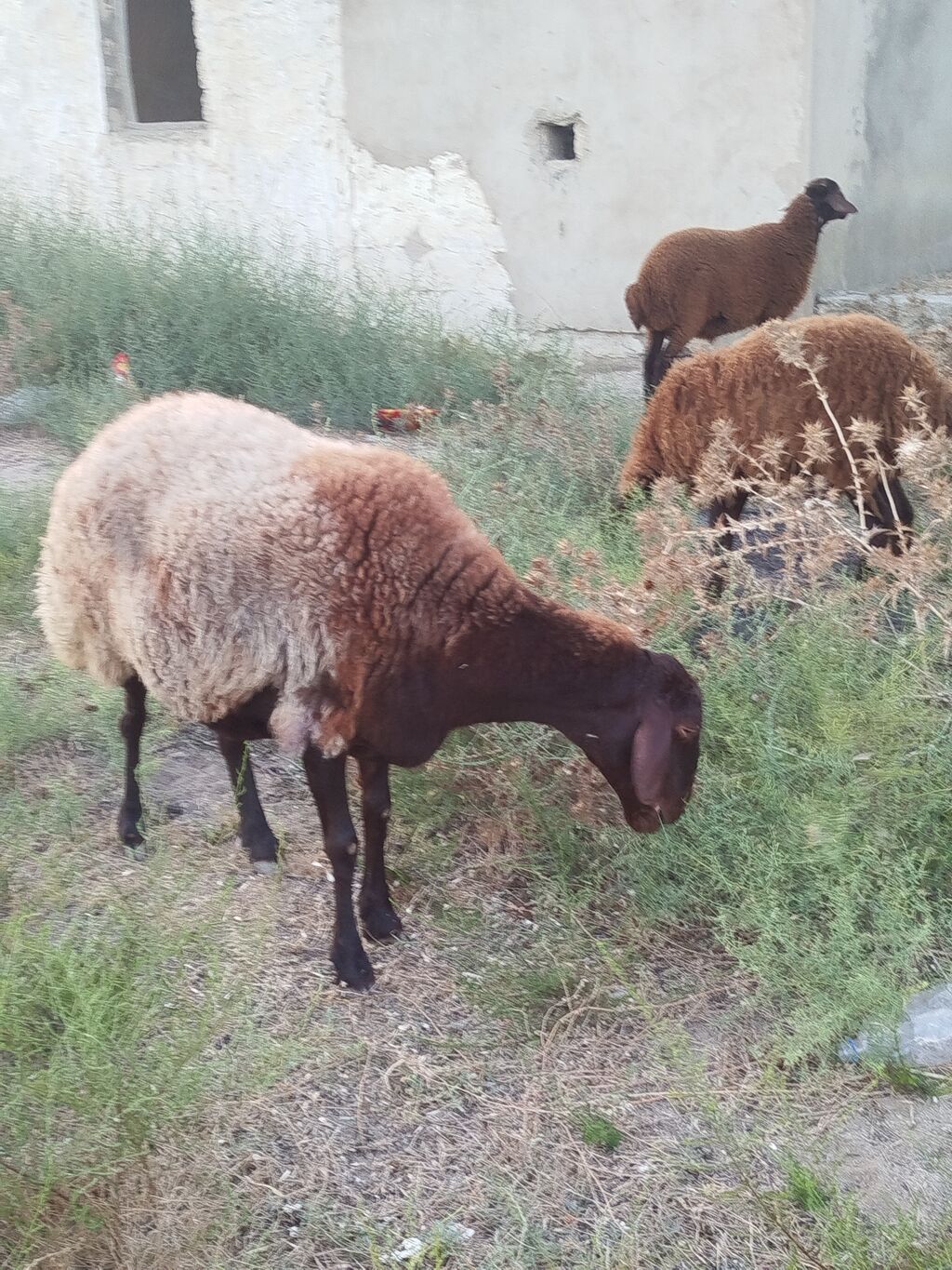 Qoyun sürüsü – yerli quyruqlu cins - Cins: Quyruqlu (yağlı quyruq) — Kənd təsərrüfatı heyvanları, Digah (8)