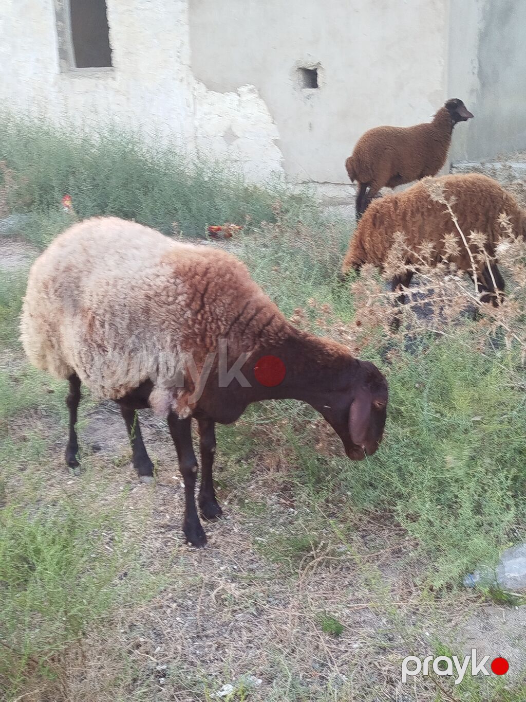 Qoyun sürüsü – yerli quyruqlu cins - Cins: Quyruqlu (yağlı quyruq) — Kənd təsərrüfatı heyvanları, Digah (8)