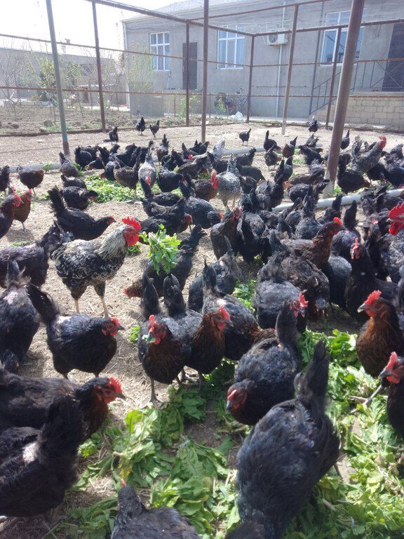 Xarkov, Ataks toyuqlarının mayalı yumurtaları — Quşlar, Bakı (4)