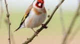 Qızılquş (Goldfinch) shegol balalari satishda gefese oyreshib — Птицы — Другие
