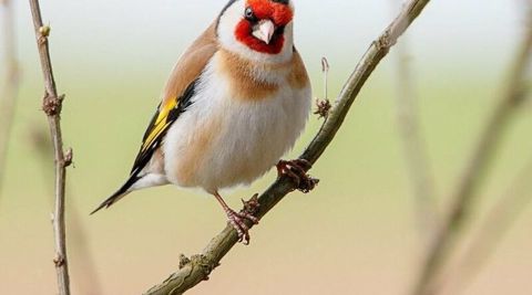 Qızılquş (Goldfinch) shegol balalari satishda gefese oyreshib — Digah