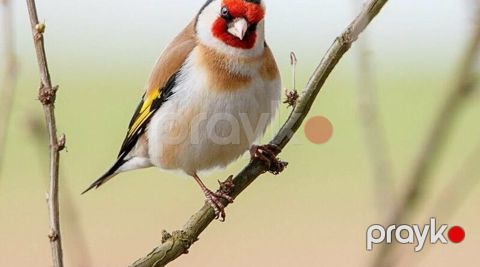 Qızılquş (Goldfinch) shegol balalari satishda gefese oyreshib — Digah