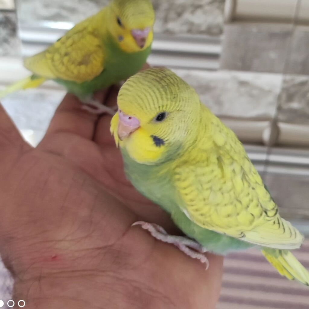 Ev şəraitində bəslənmiş papuqaylar Xüsusiyyətlər: - Rəng çeşidləri — Digərləri, Bakı (3)
